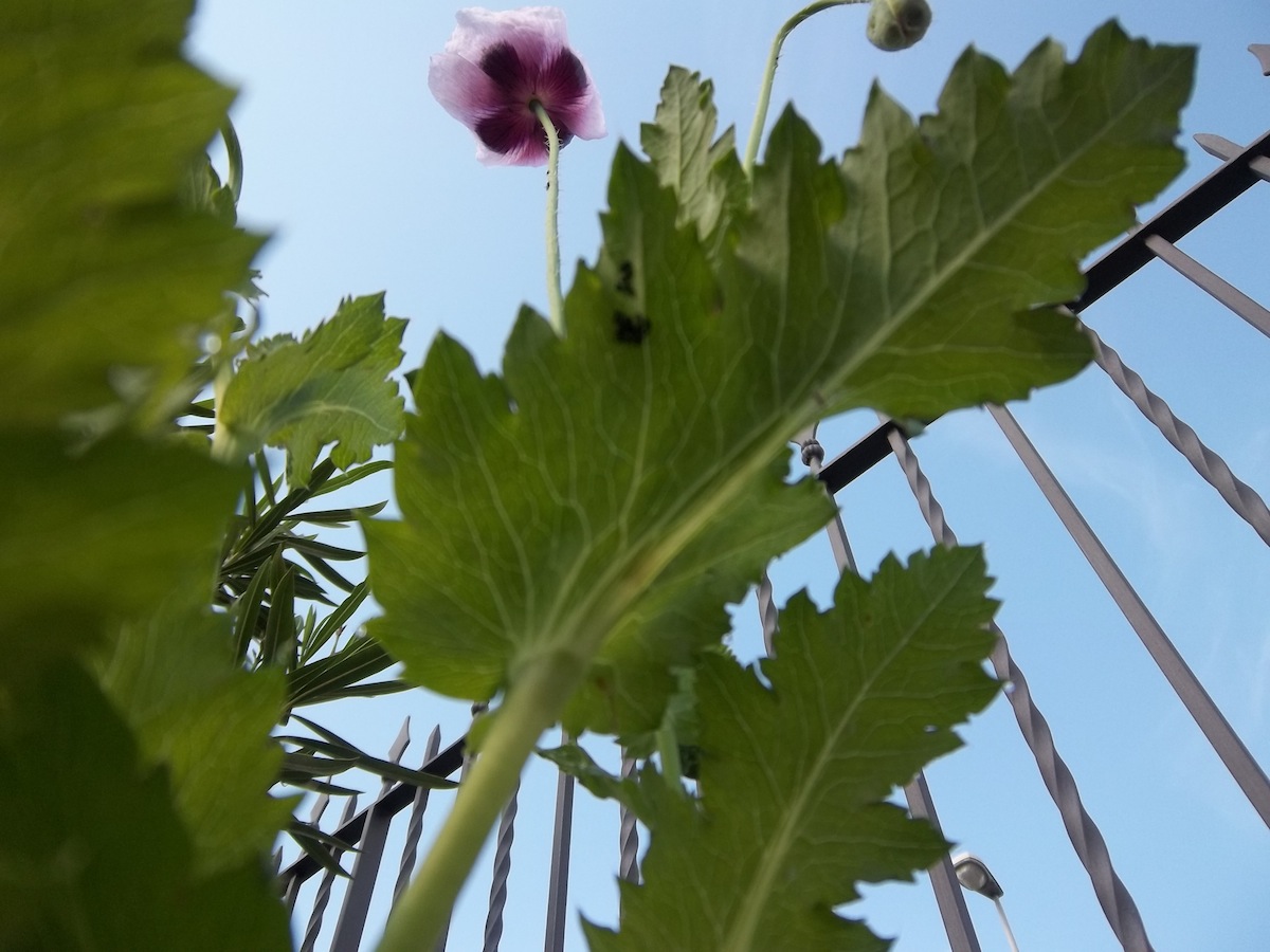 Papaver setigerum
